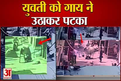 The Girl Was Trashed By The Cow in Hisar