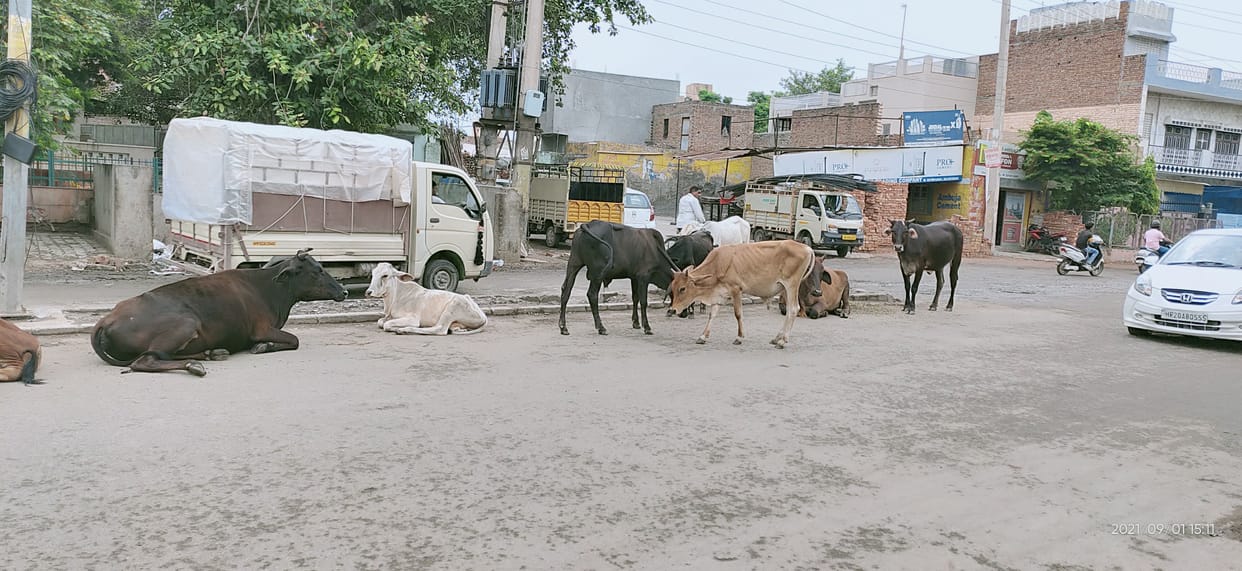 Claim: Four years ago the city became destitute animal free Reality: Animals gathered at every square and intersection