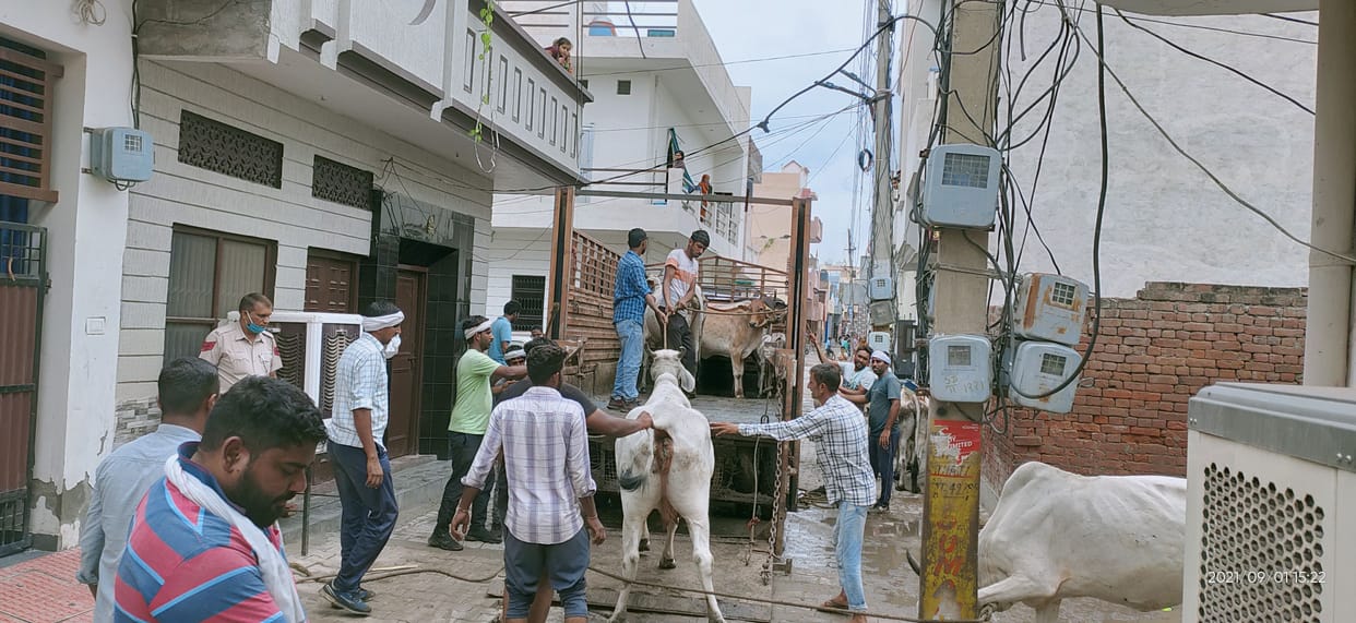Caught 21 milch animals including a cow that trampled the student