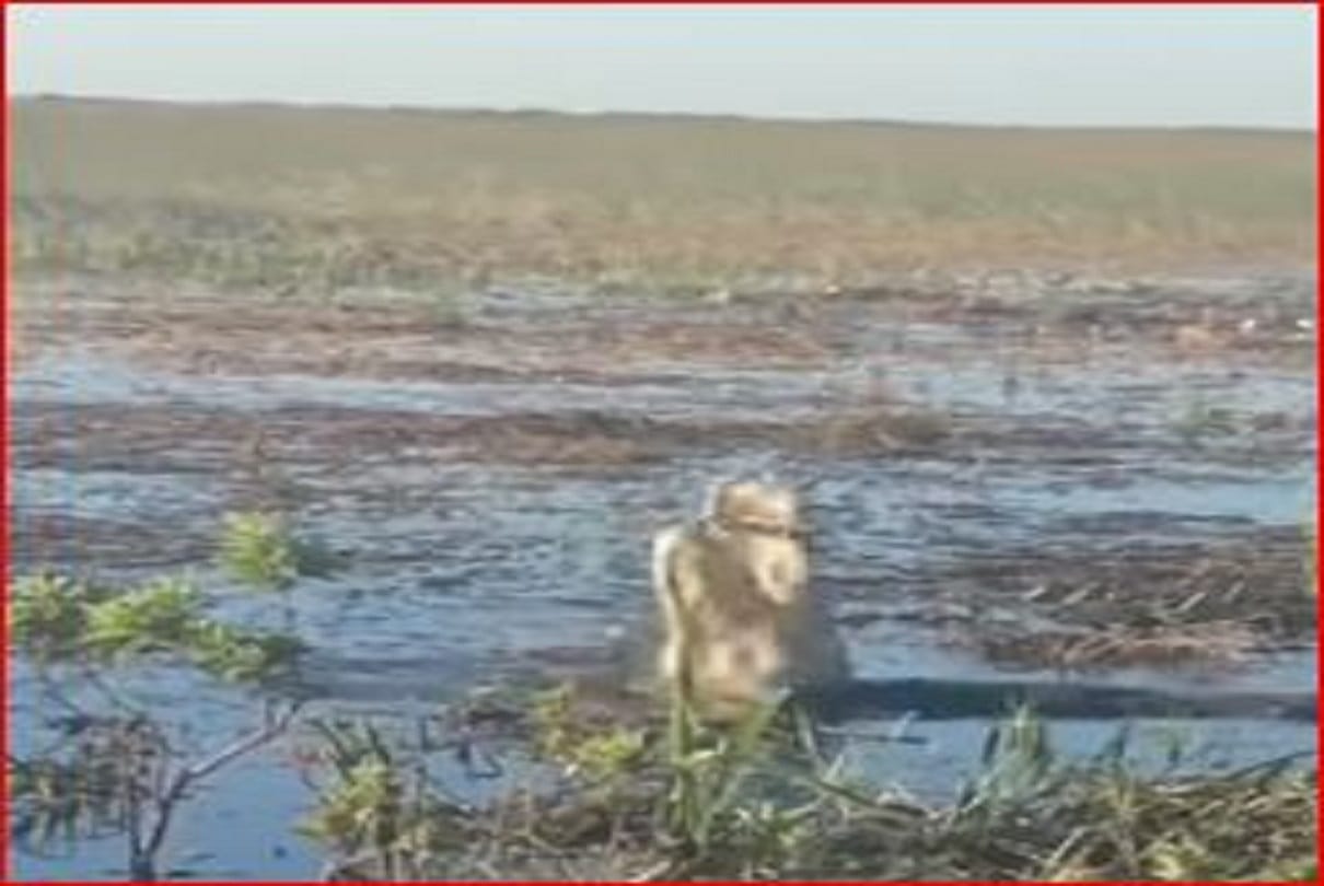 Alligator Eats Drone Google Ceo Sundar Pichai Shared Video On Twitter Latest News Update 
