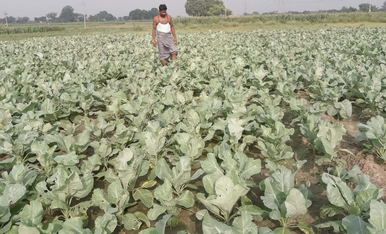 Drought and pest attack on cabbage crop