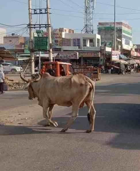 Campaign to catch destitute animals stopped, Municipal Council will give contract