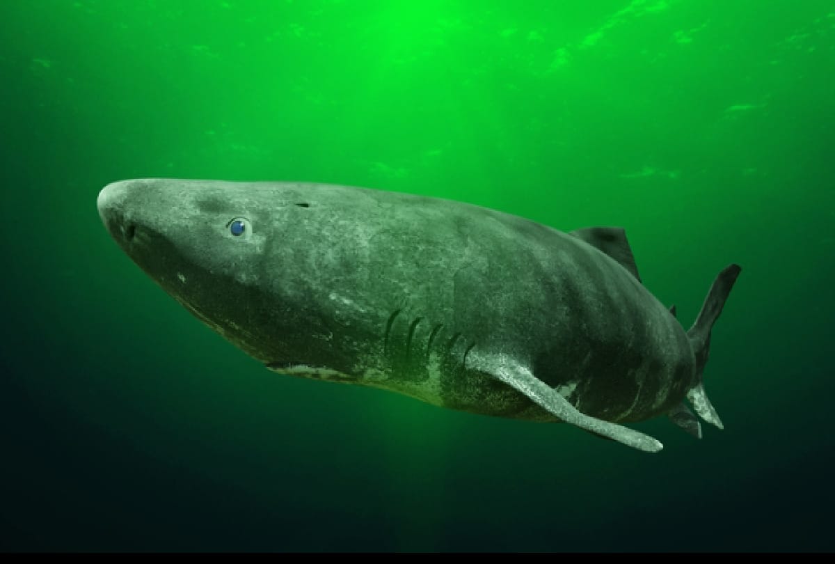 greenland shark fish lives more than 400 years its length grows by only 1 centimeter in 1 year
