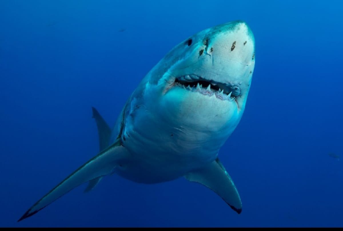 greenland shark fish lives more than 400 years its length grows by only 1 centimeter in 1 year