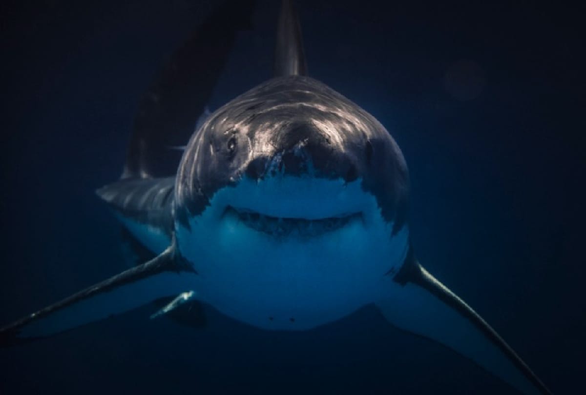 greenland shark fish lives more than 400 years its length grows by only 1 centimeter in 1 year