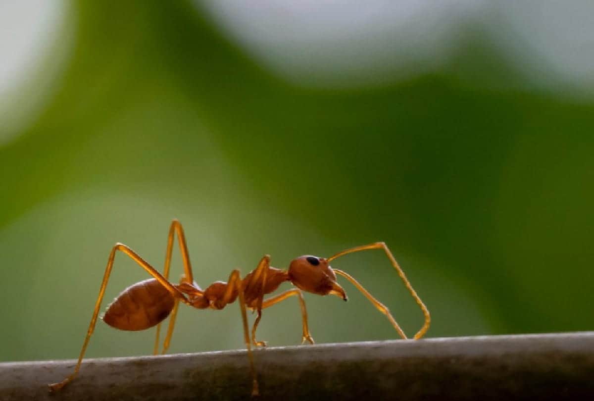 Interesting Story of World's largest island Greenland where there is not a single ant