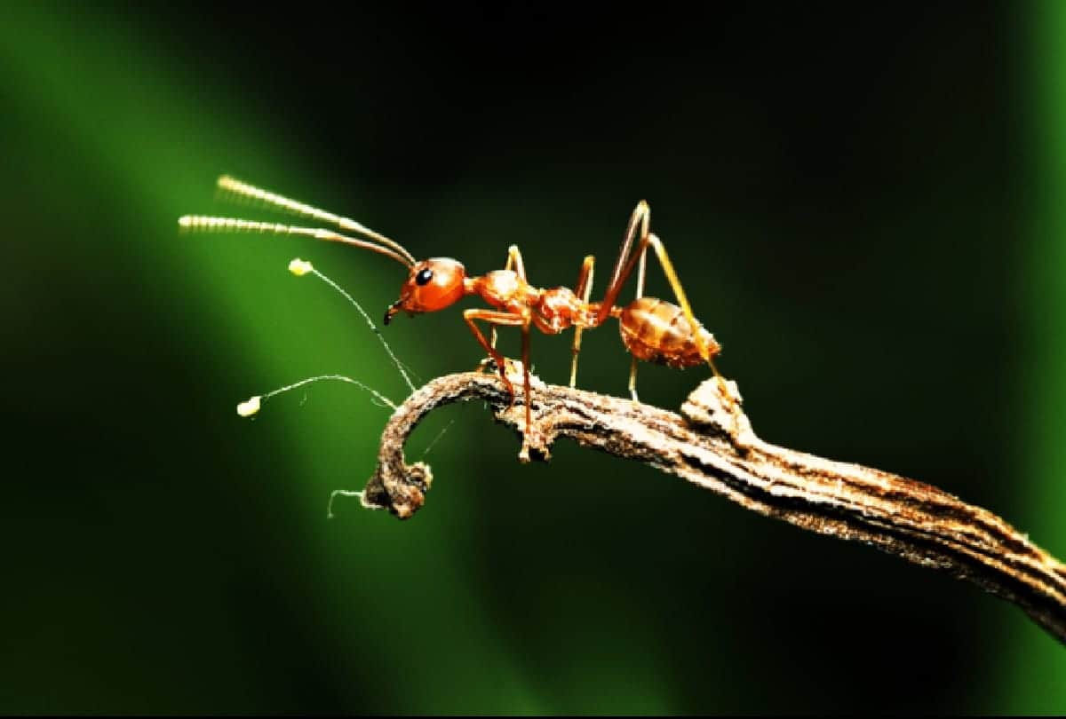 Ants vs Human Population Know How Many Ants Are in the World Compared to Humans