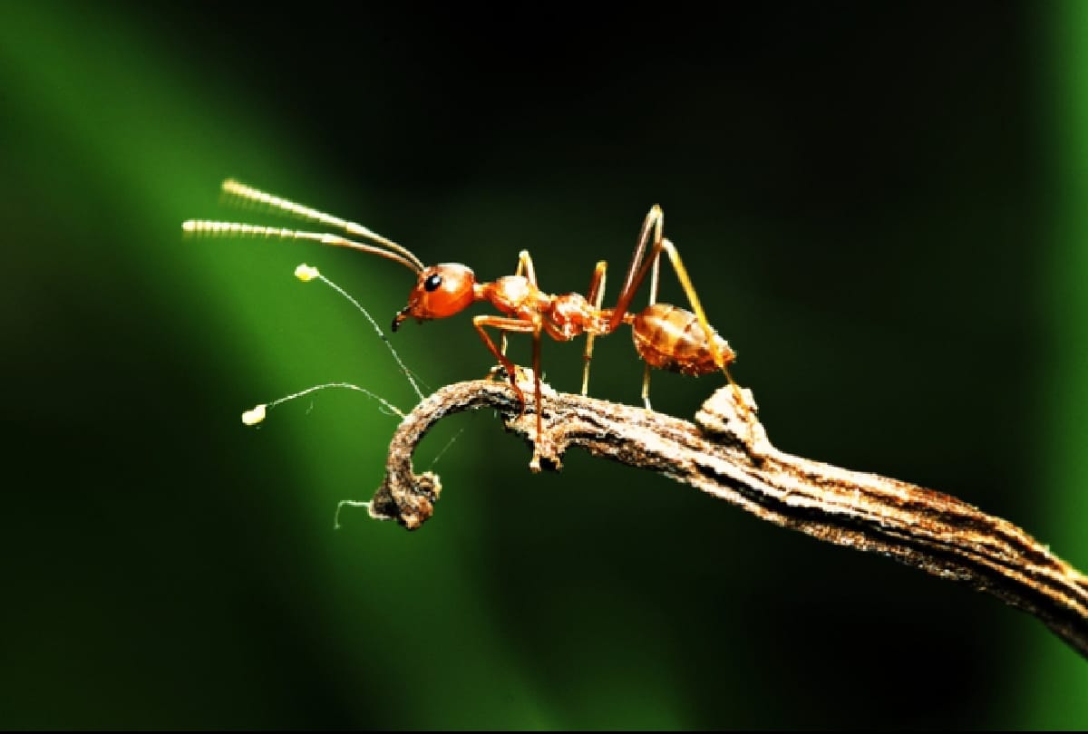 Ants vs Human Population Know How Many Ants Are in the World Compared to Humans