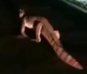crocodile on road