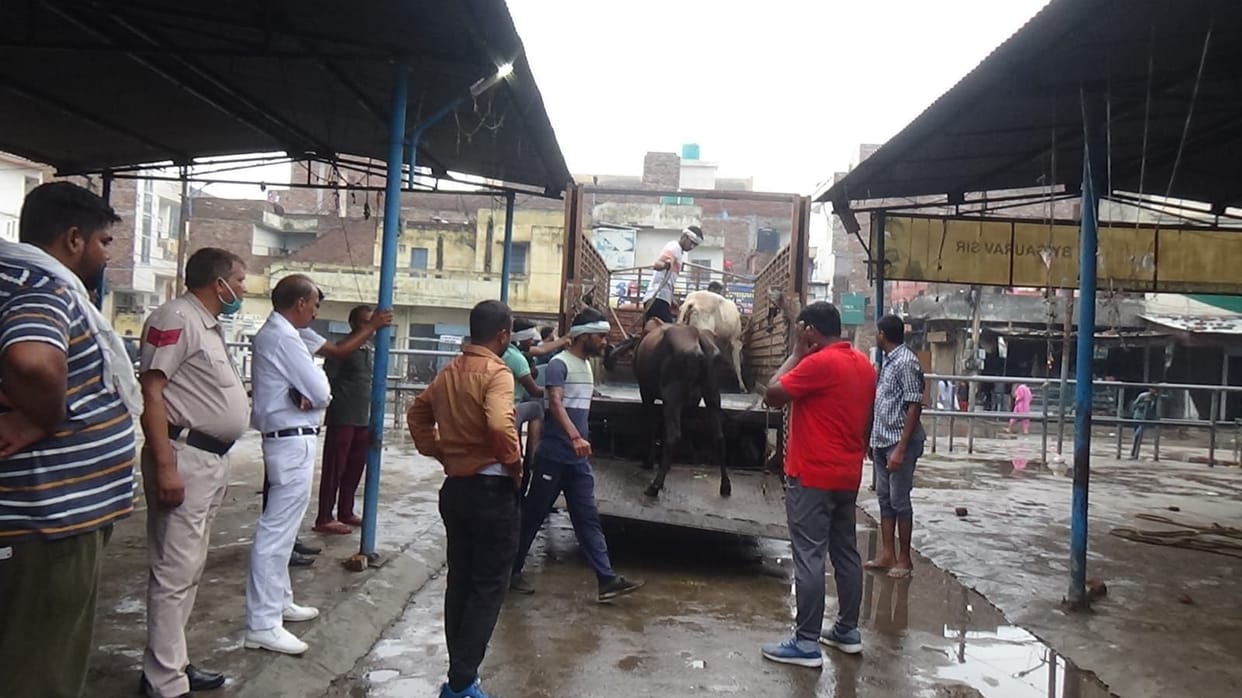 The corporation caught 40 milch cows, two cattle ranchers took their cows with a fine of 22 thousand