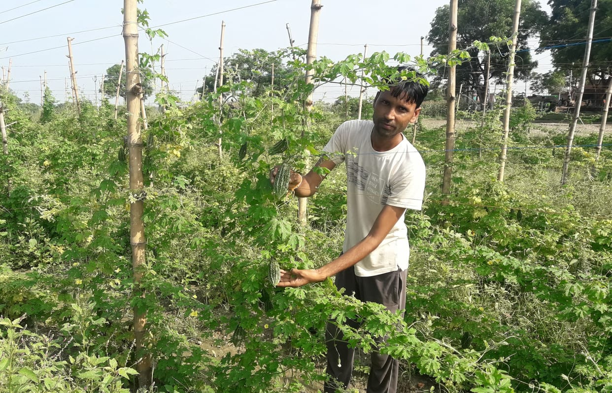 Farmers getting rich from the cultivation of bitter gourd on the scaffold