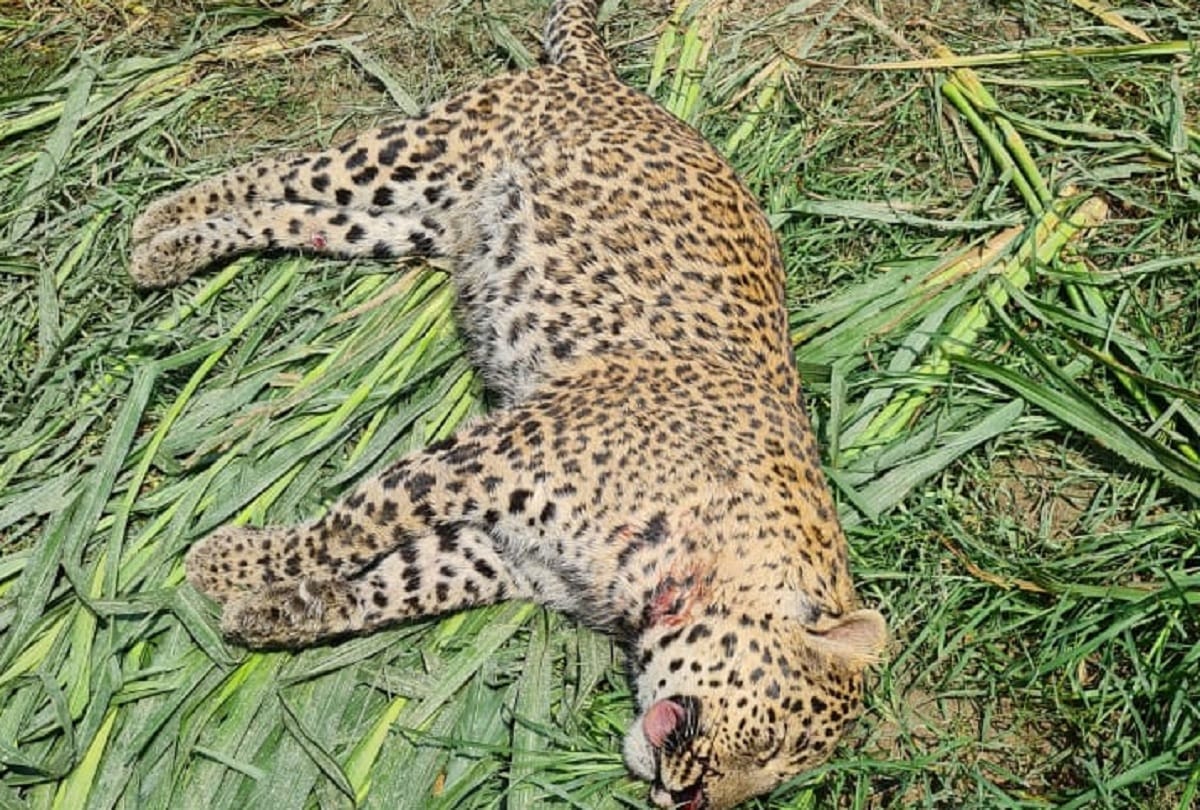 deadbody of a female leopard found in farm land in Amroha Forest dept claims fight between two