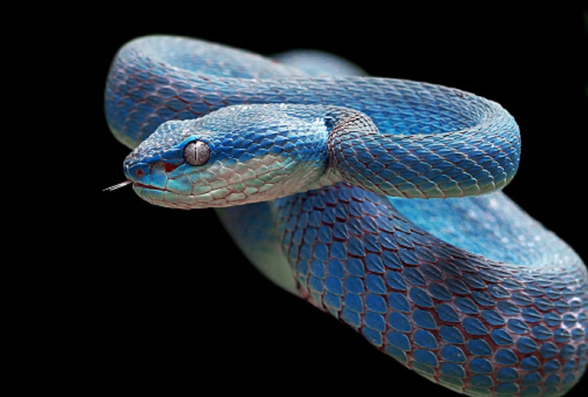 Coronavirus Study shows Brazilian viper venom may become tool in fight against covid 19