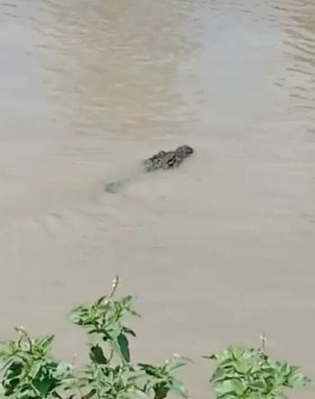 crocodile see in minor