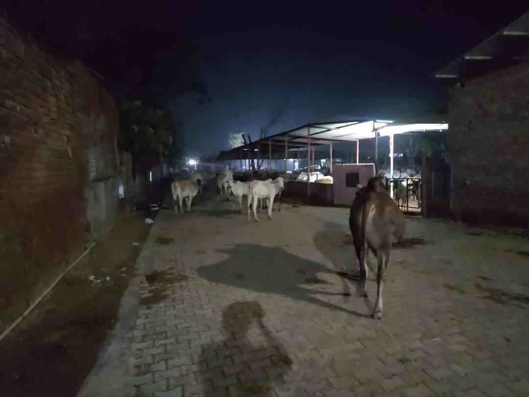 Administration continued to plan, Anna team took 15 animals to the cowshed