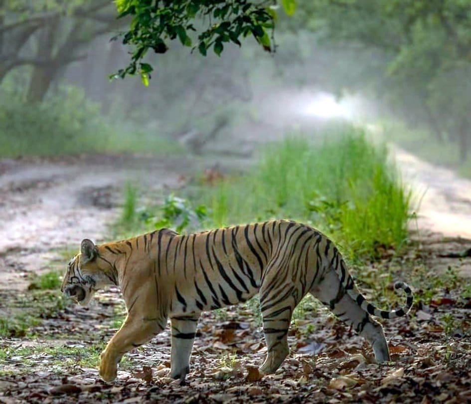 wild animal
