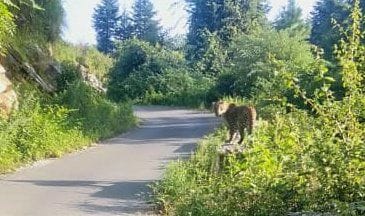 Leopard in pithauragarh Road