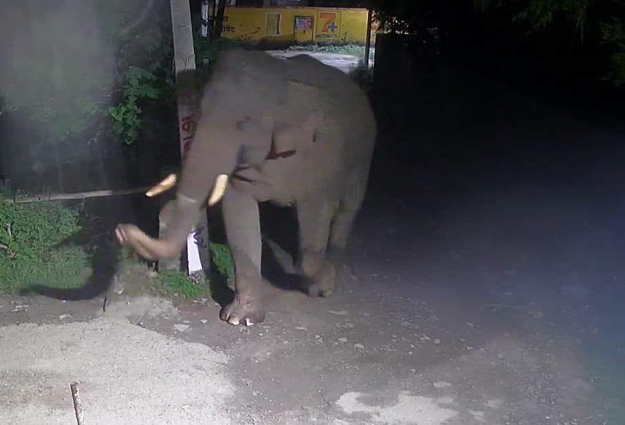 Elephant broke the wall and trampled the crop in Khandgaon?