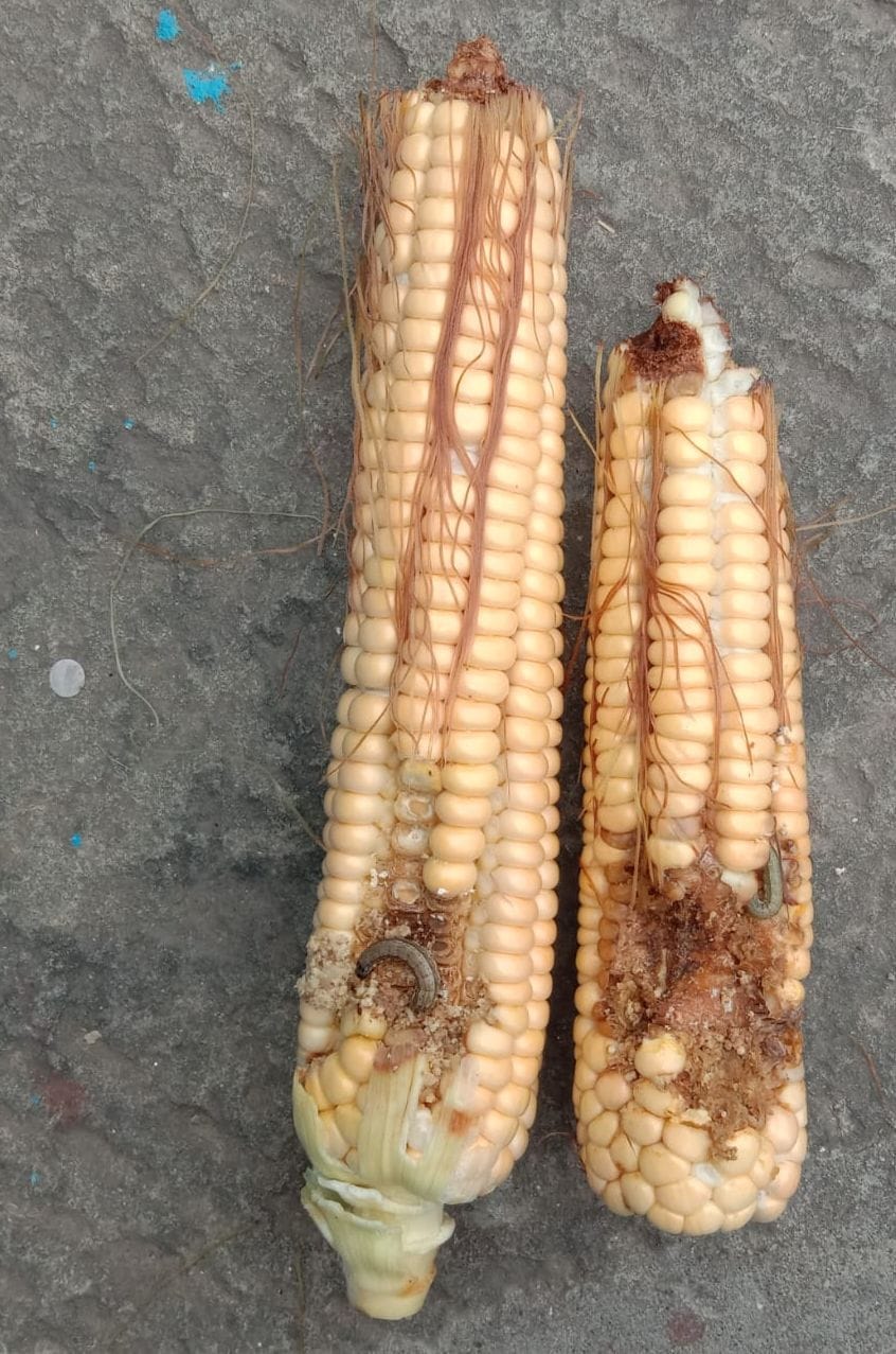 caterpillar attack on maize