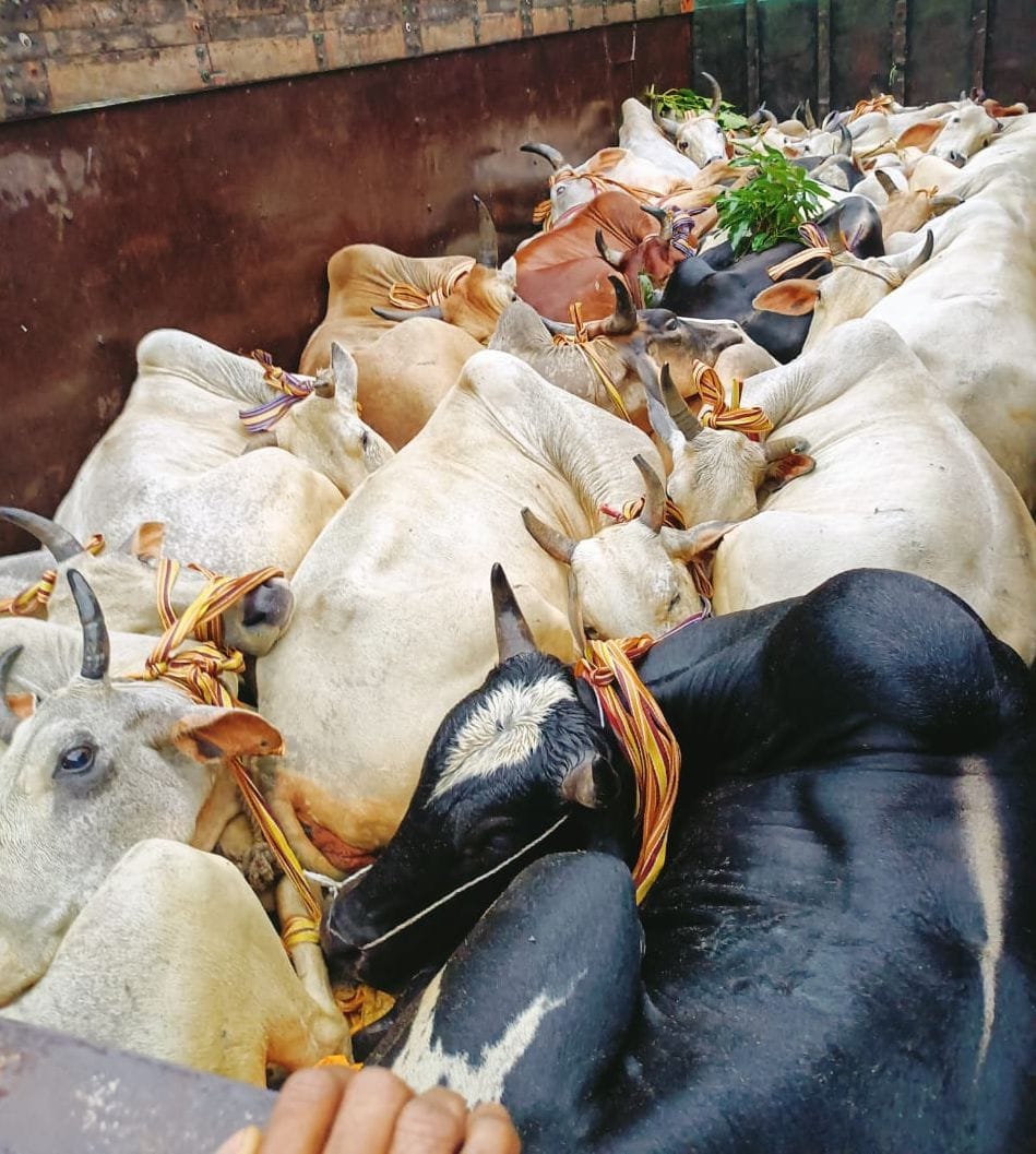 29 animal found in truck container