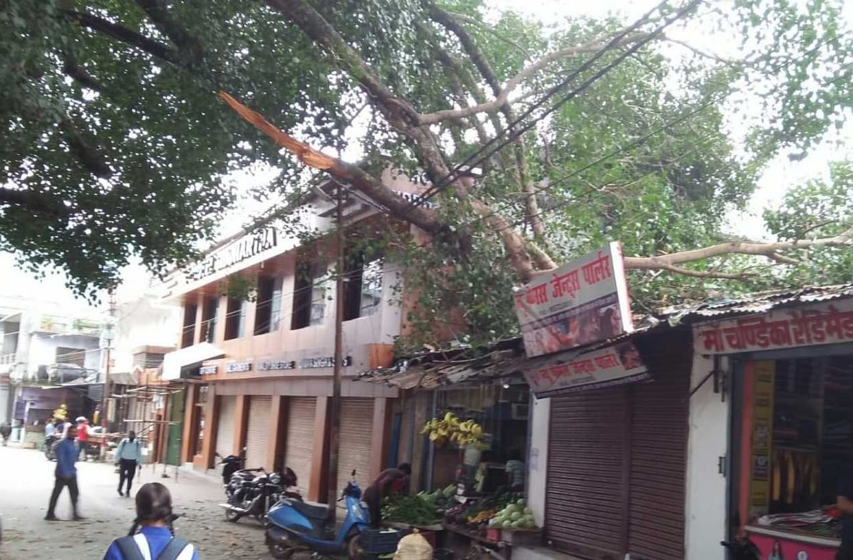 Peepal tree twigs fell on the power line and the shop, the electricity was falling for more than 13 hours