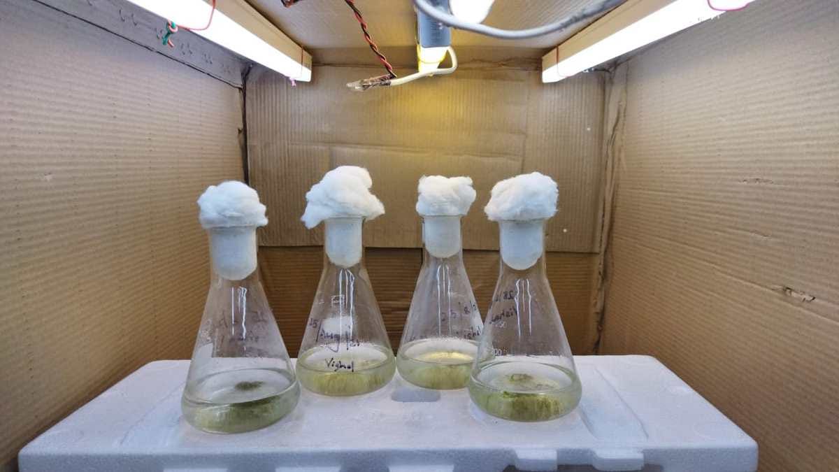 IIT BHU: Machine learning and micro-algae will clean waste water purify 90 percent
