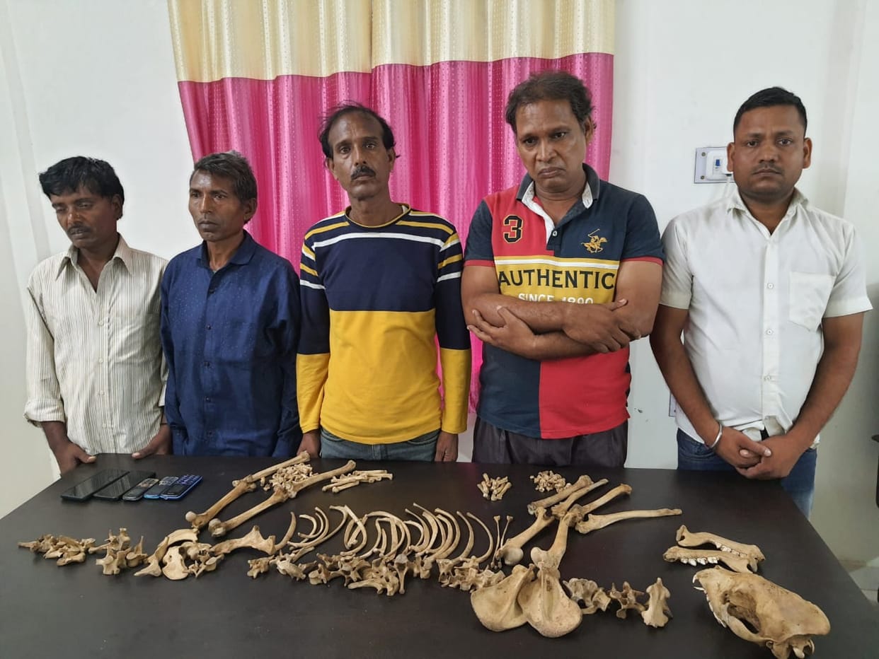 Wildlife smuggling gang busted in varanasi by stf 143 bones of hyena worth Rs 20 lakh recovered