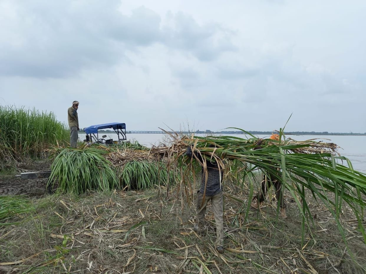Hundreds of bighas of cane washed away in the water due to Ganga cutting