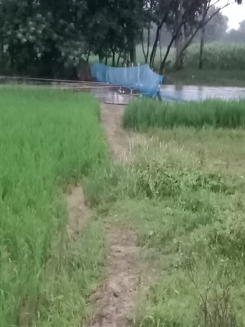 Fish are being hunted by the net during the breeding season
