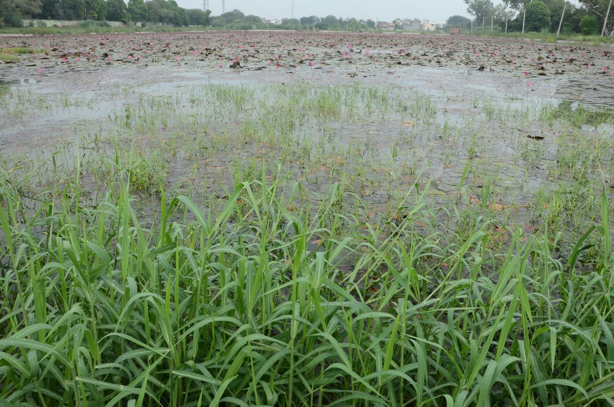 dirty water supply in Bhiwani