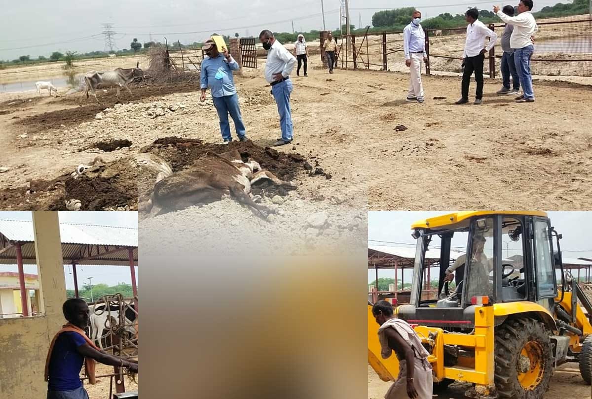 graveyard of cows: 16 cows Buried In Parauli Ramayan Gaushala Of Etawah