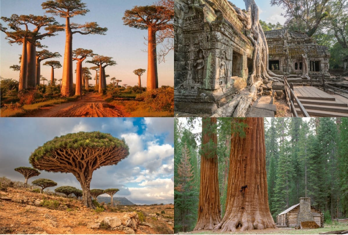 top strange trees of the world you will be amazed after seeing this