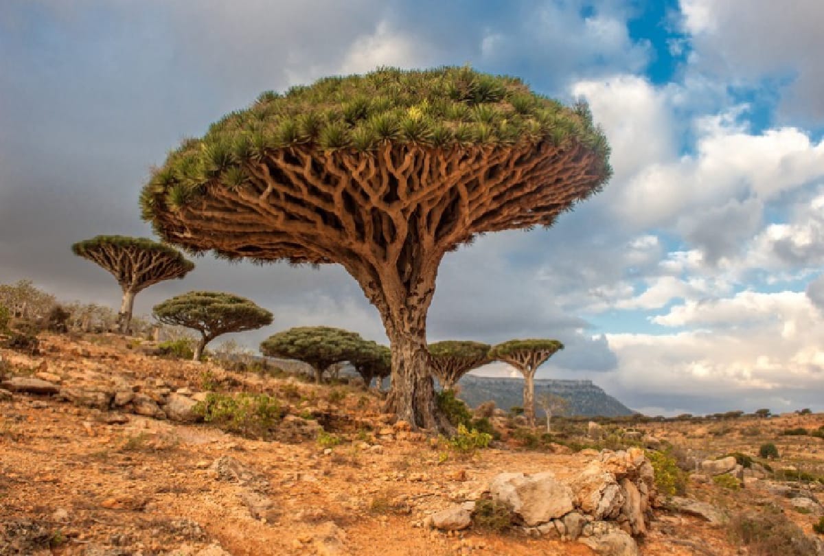 top strange trees of the world you will be amazed after seeing this