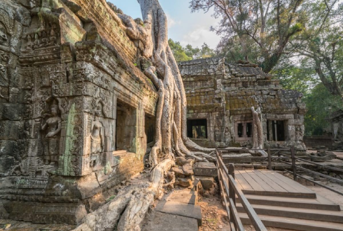 top strange trees of the world you will be amazed after seeing this