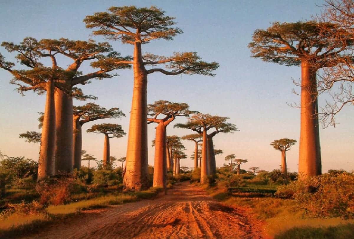top strange trees of the world you will be amazed after seeing this
