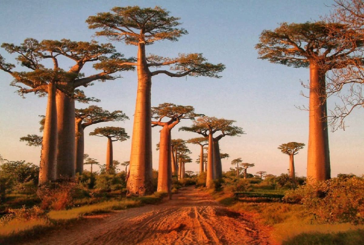 top strange trees of the world you will be amazed after seeing this