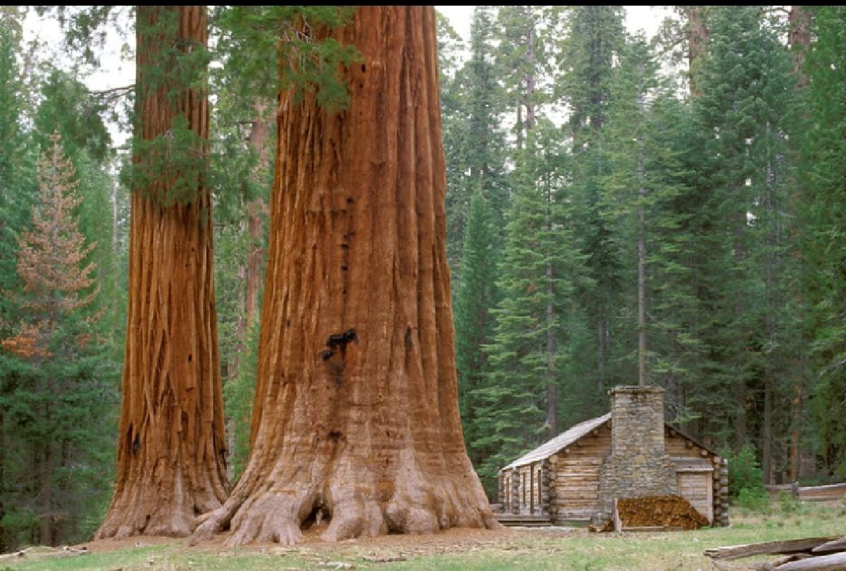 top strange trees of the world you will be amazed after seeing this
