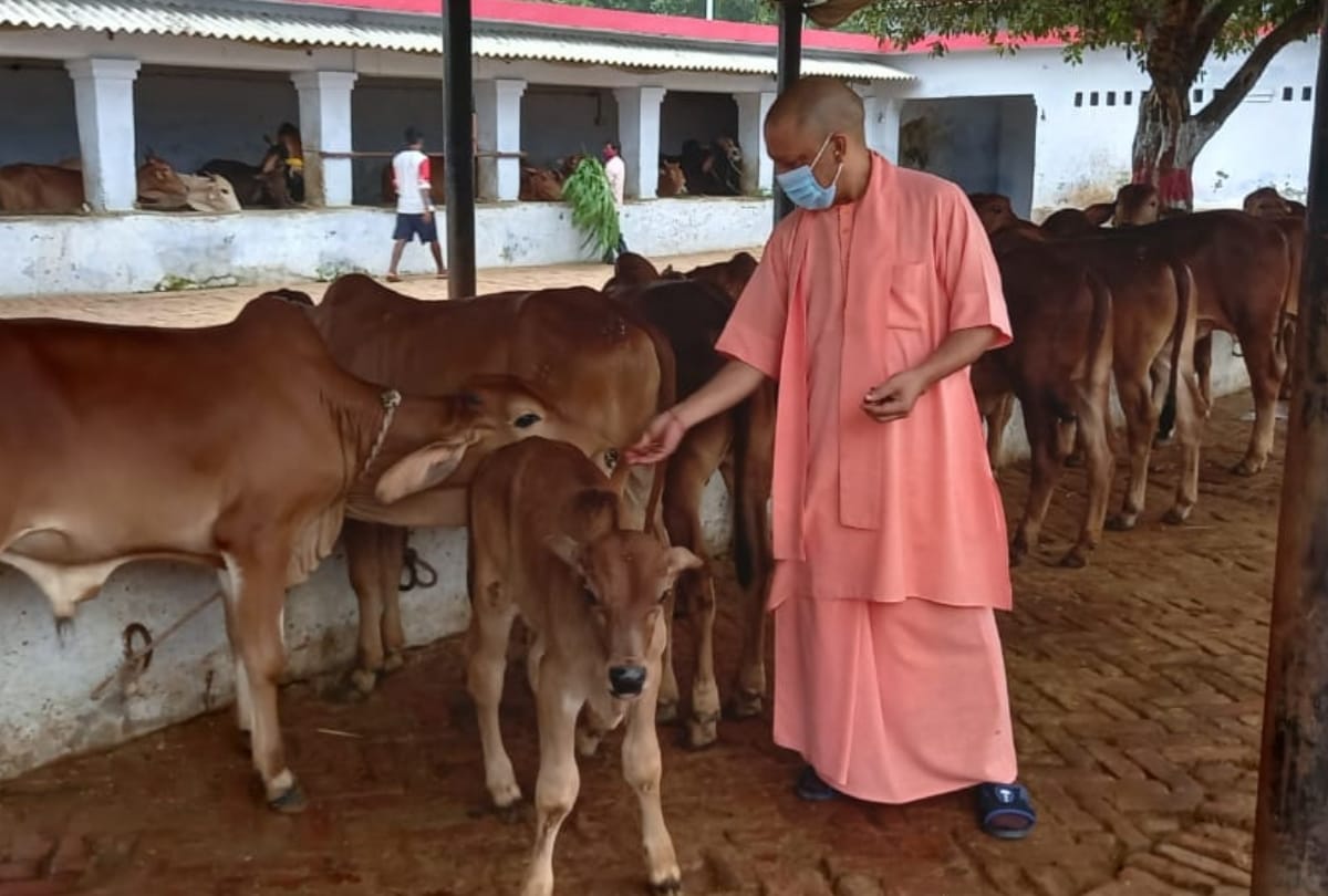 CM Yogi Adityanath did gauseva in balrampur.