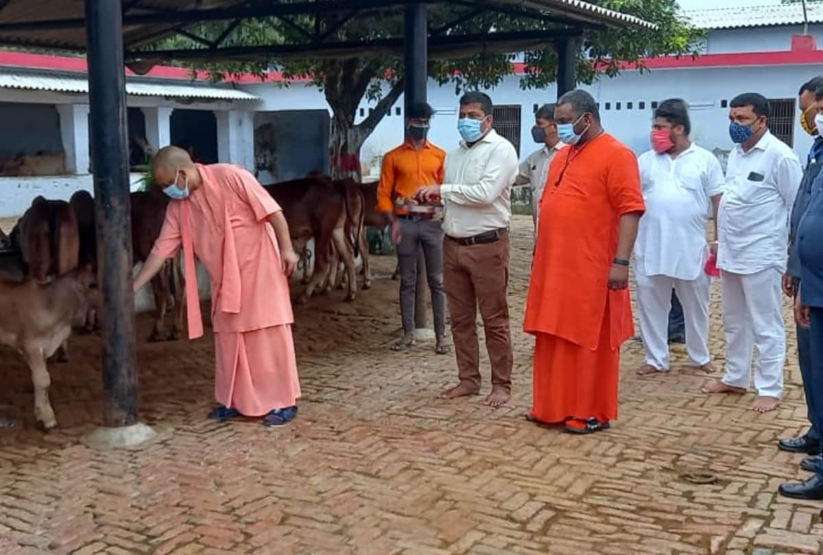 CM Yogi Adityanath did gauseva in balrampur.