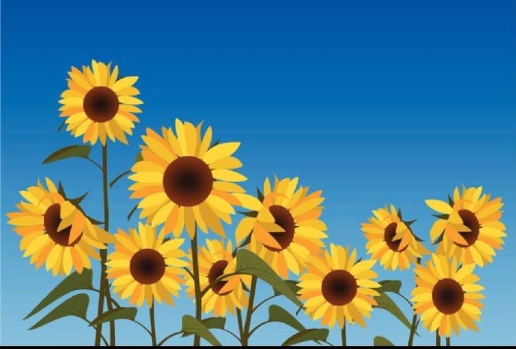 Why Sunflower Flowers Turns Towards Sun This Is The Reason Behind It