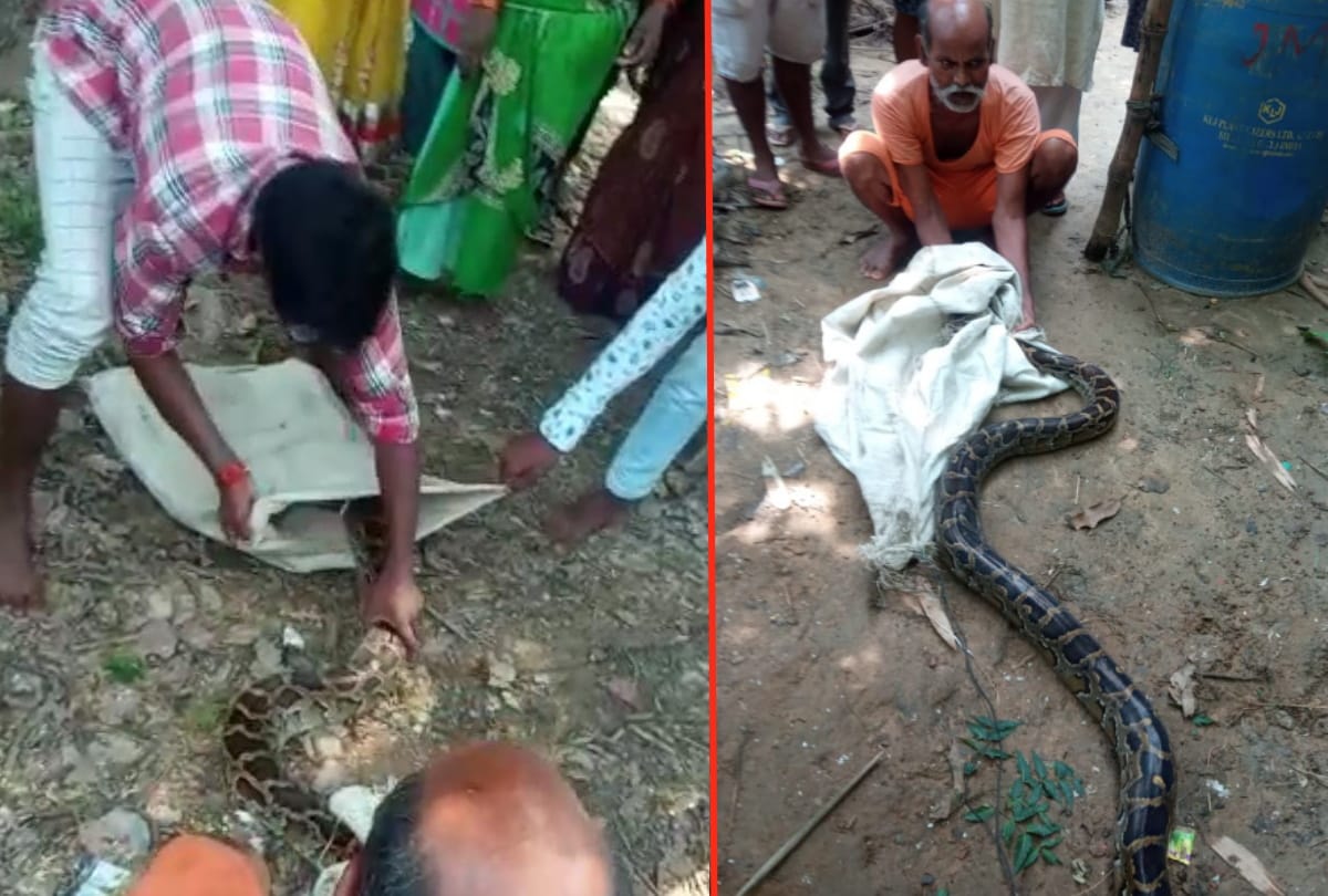 Ten feet long Dragon catch near house in gorakhpur