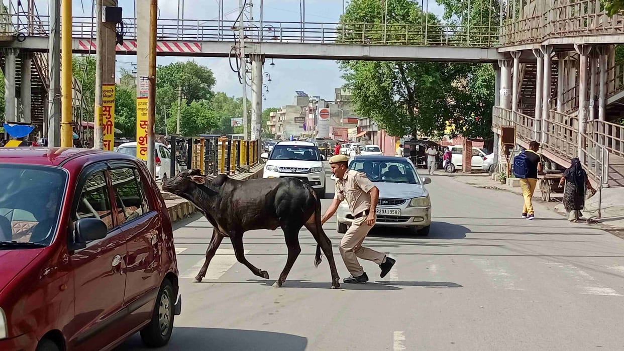 23-member team could catch only 12 animals, caught two cattle owners