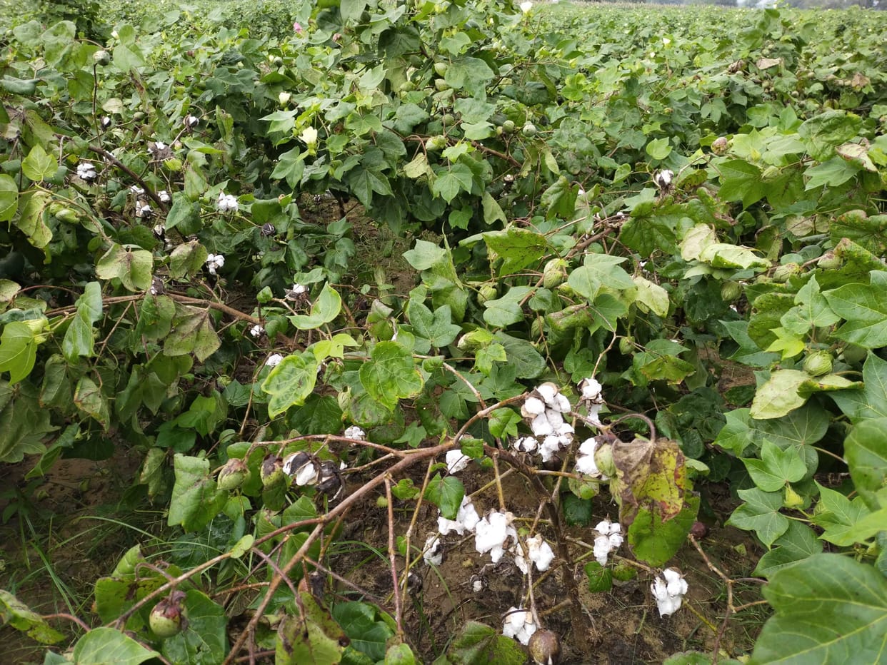 Bajra crop is ready, changing weather has increased the concern of farmers