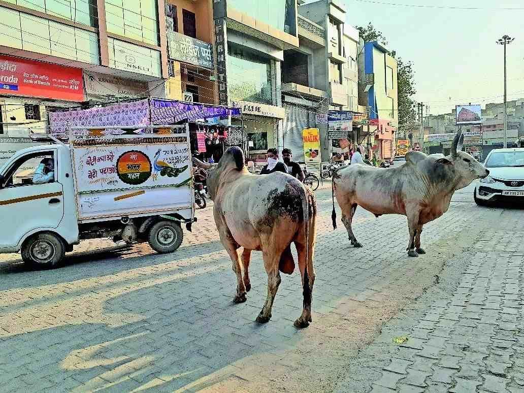 Youth dies after a bike collides with a destitute bull sitting on the road