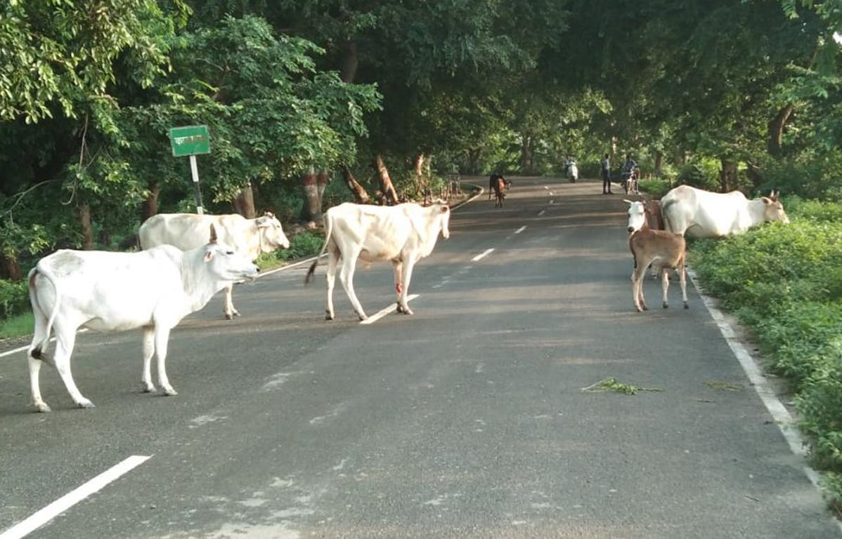 Fear of accident due to cattle roaming on the main road