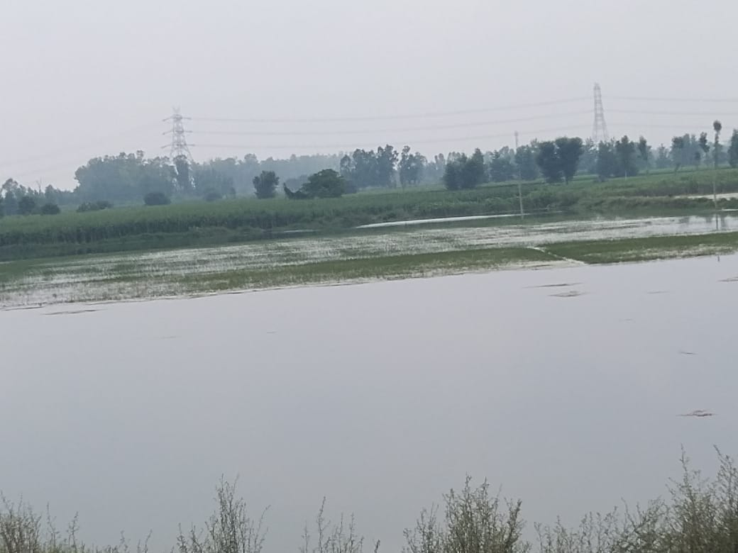 Crops submerged due to Mamaur lake overflow
