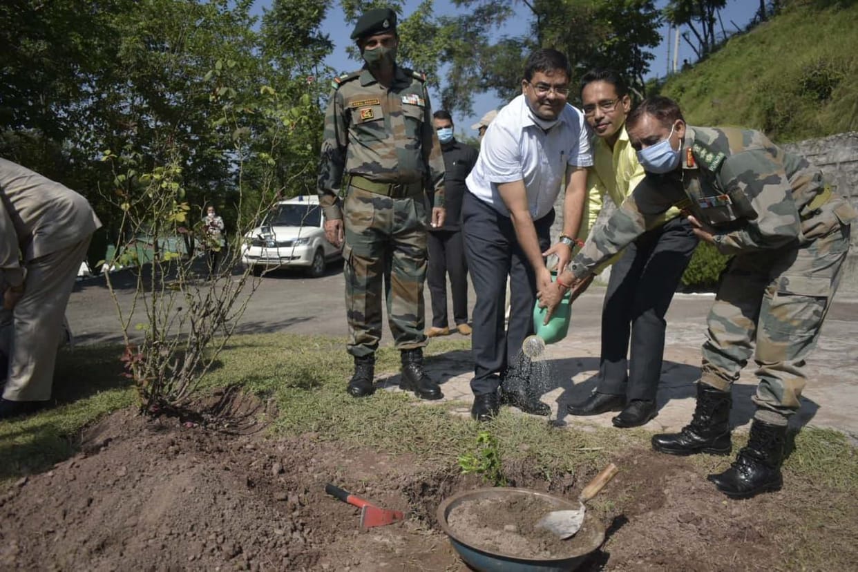 tree plantation