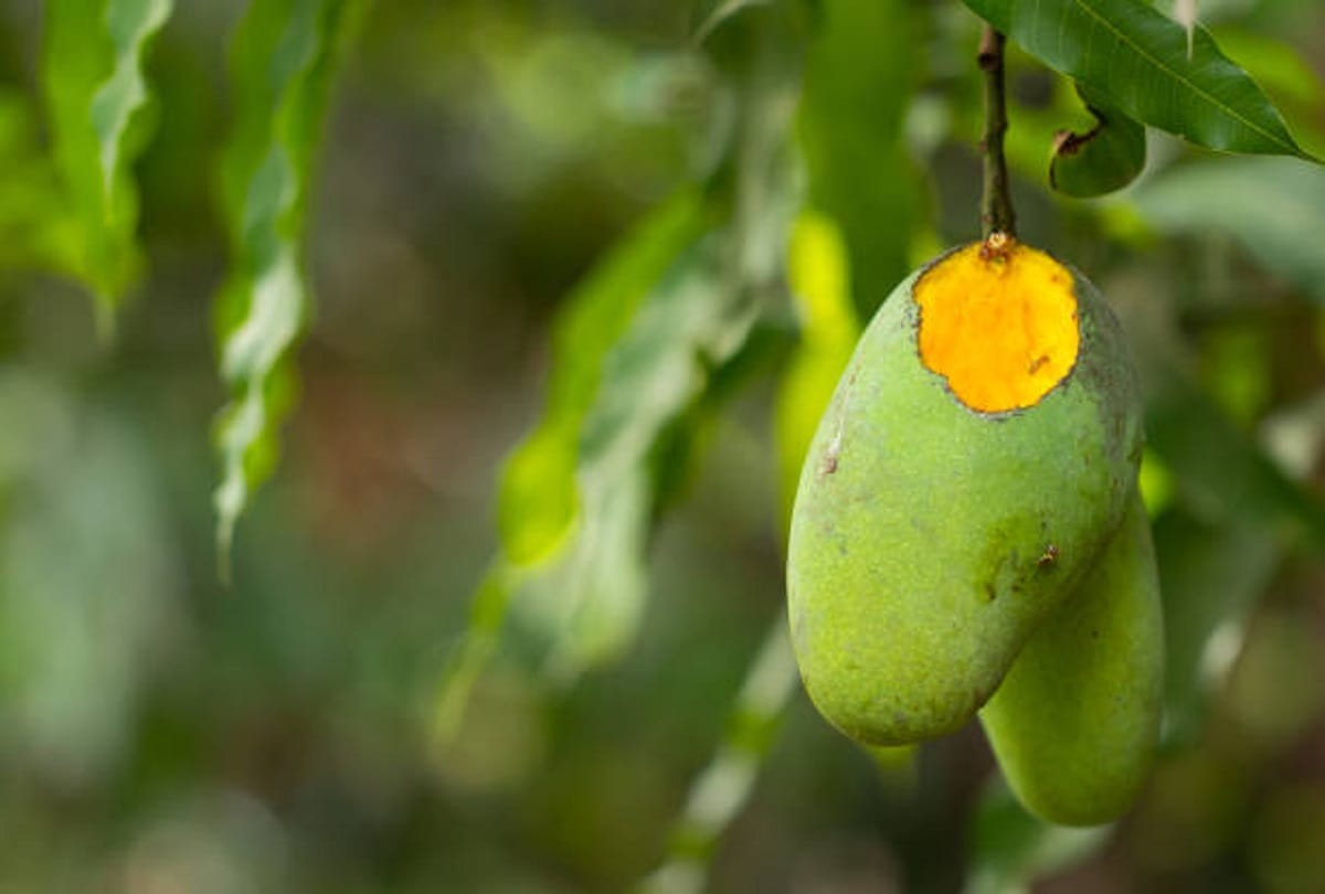 Tricks And Tips To Buy Sweet Mangoes Chose Easily