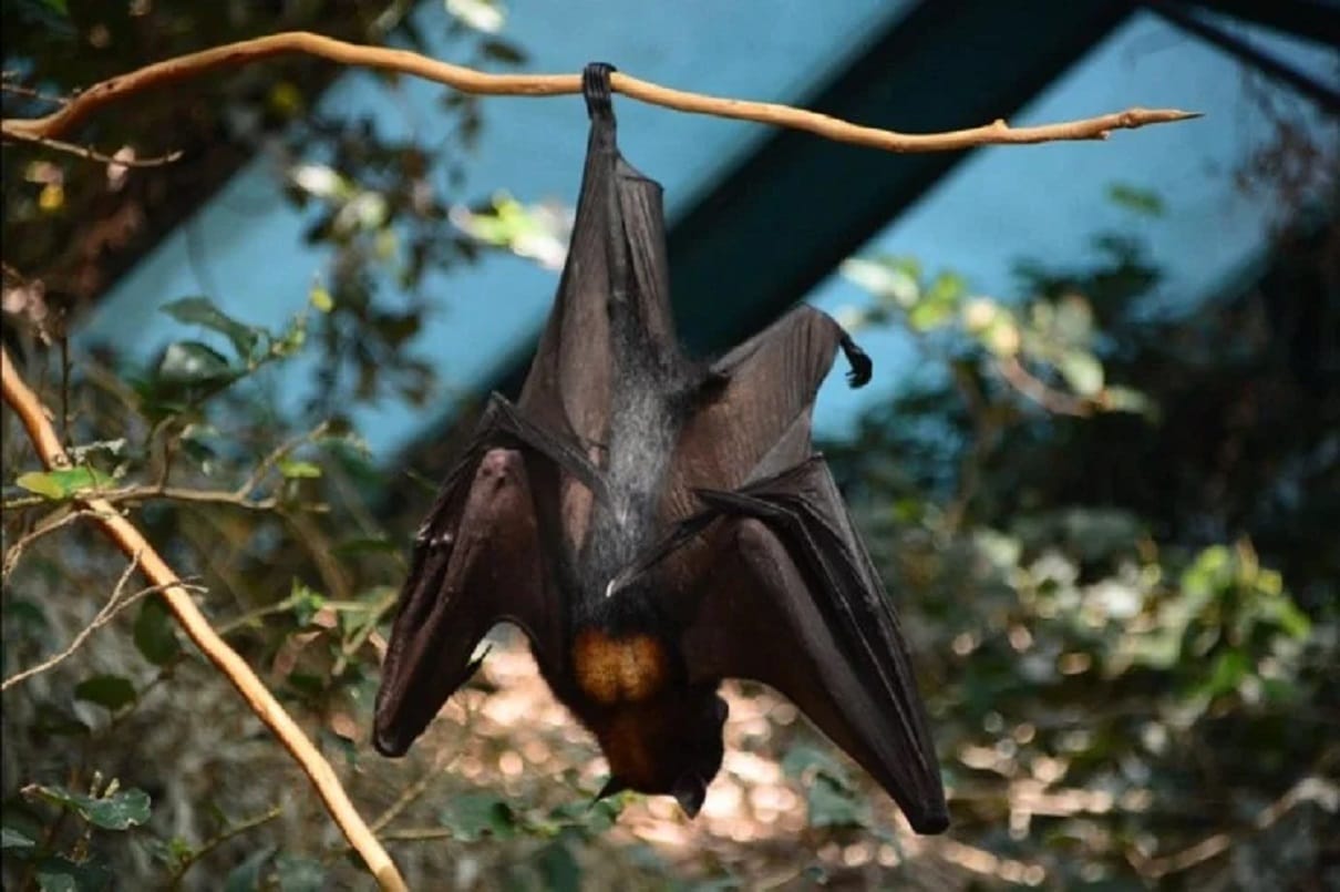 ICMR confirms Nipah antibody presence in bat samples collected from Kozhikode, says minister