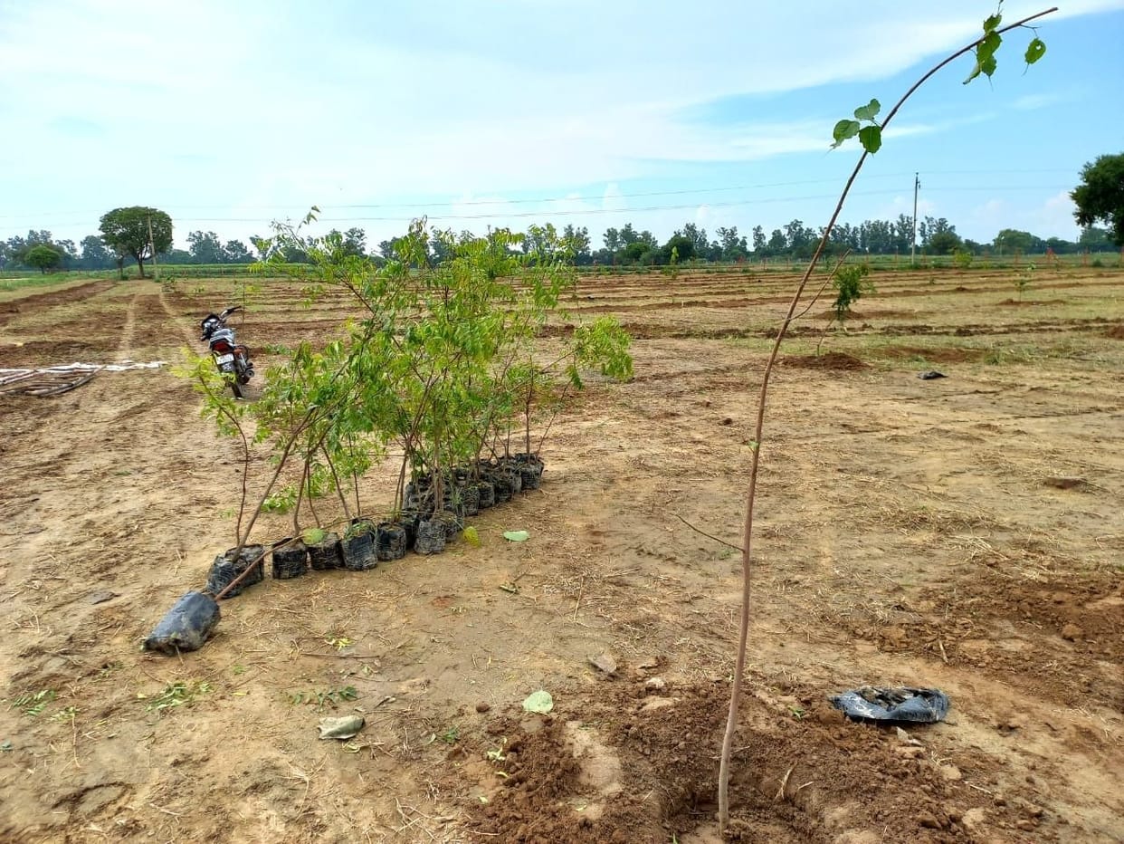hariyna bigest oxivan in samespur mazra villege in jhijar district